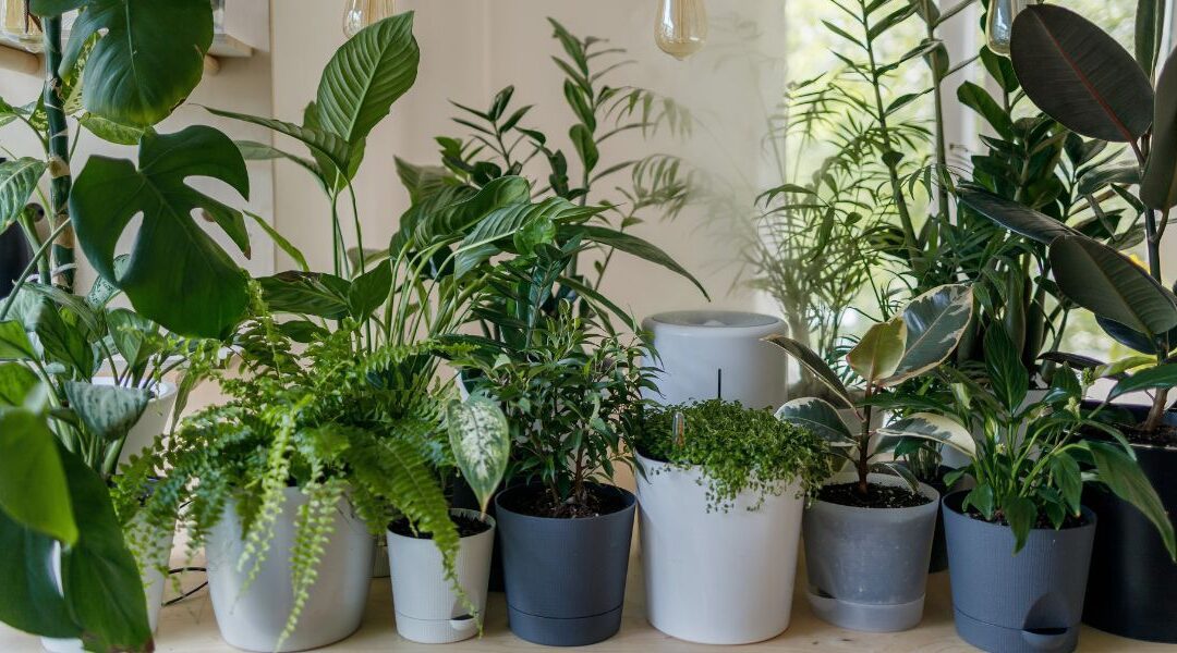 10 Best air-purifying plants for the bedroom to sleep & breathe better