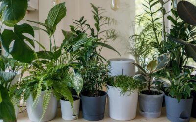 10 Best air-purifying plants for the bedroom to sleep & breathe better