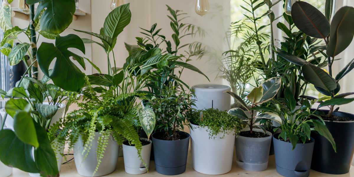 10 Best air-purifying plants for the bedroom to sleep and breathe better